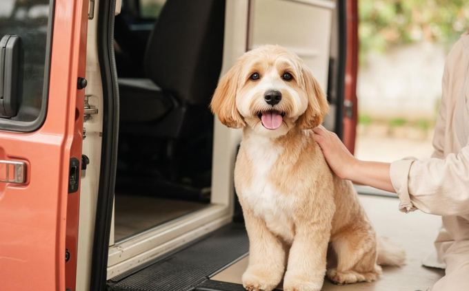 A freshly groomed dog, happy after the groom